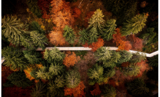 Herbstwald bei Flims von oben
